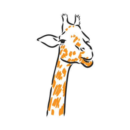 Giraffe - isolated vector with spots giraffe vectorのイラスト素材