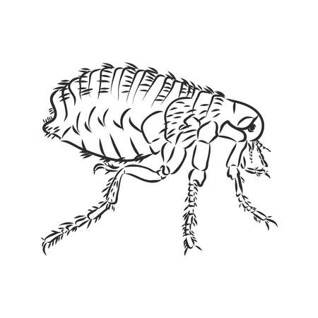 Vector engraving antique illustration of flea isolated on white backgroundのイラスト素材