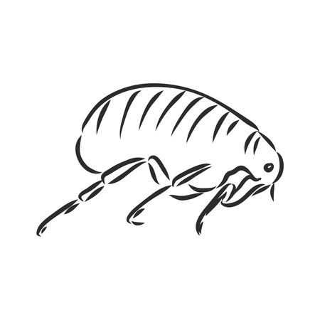 Vector engraving antique illustration of flea isolated on white backgroundのイラスト素材