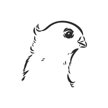 Realistic hand drawn dove. Vector illustration or element for your design.のイラスト素材