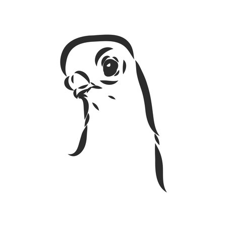 Realistic hand drawn dove. Vector illustration or element for your design.のイラスト素材