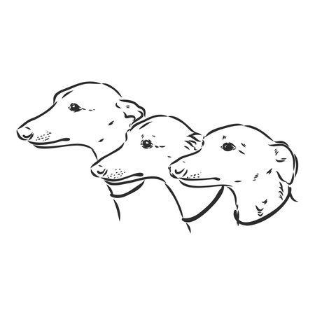 Greyhound dog - isolated vector illustration greyhound hound vectorのイラスト素材