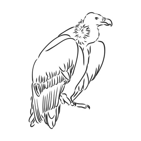 Vulture illustration line art vectorのイラスト素材
