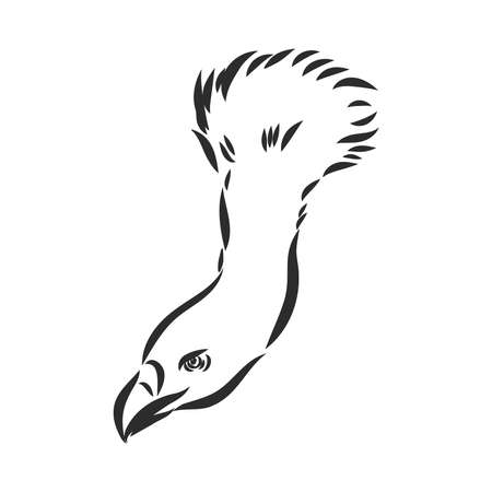 Griffon vulture. Wild forest bird of prey. Hand drawn sketch graphic style. Fashion patch. Print for t-shirt, Tattoo or badges.のイラスト素材