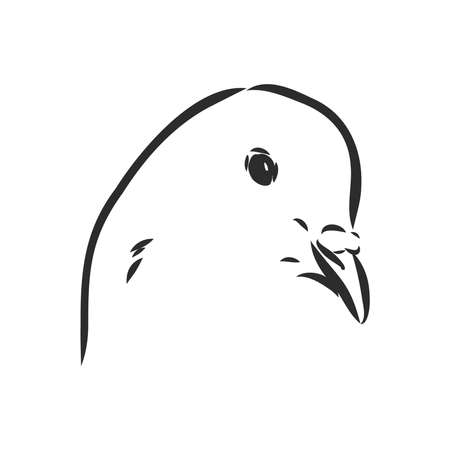 Realistic hand drawn dove. Vector illustration or element for your design.のイラスト素材