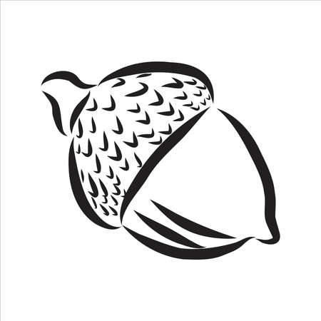 vector ink sketch drawing of autumn acorns and leaves. detailed vintage style illustrationのイラスト素材