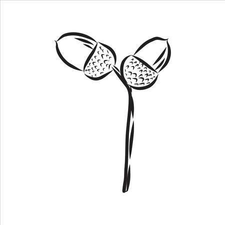 vector ink sketch drawing of autumn acorns and leaves. detailed vintage style illustrationのイラスト素材