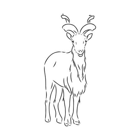 the head of a goat with large screw horns and thick hair looks straight full-face, sketch vector graphics monochrome illustration on a white backgroundのイラスト素材