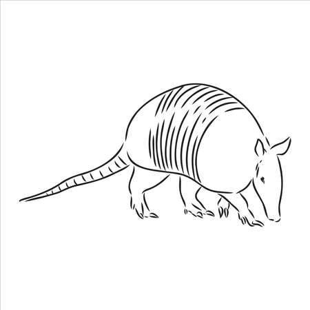 Armadillo cingulata animal sketch engraving vector illustration. T-shirt apparel print design. Scratch board imitation. Black and white hand drawn image.のイラスト素材