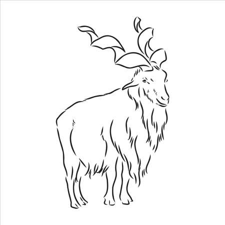 Large goat horns screwed shape from back, sketch vector drawing in graphic style on white backgroundのイラスト素材