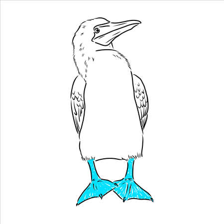 The blue-footed booby Line drawing. Black and white illustration. Vector.のイラスト素材