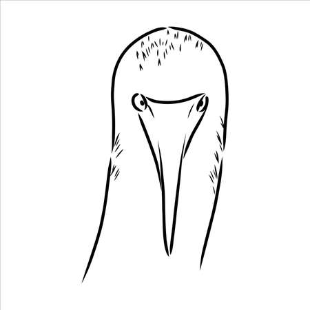 The blue-footed booby Line drawing. Black and white illustration. Vector.のイラスト素材