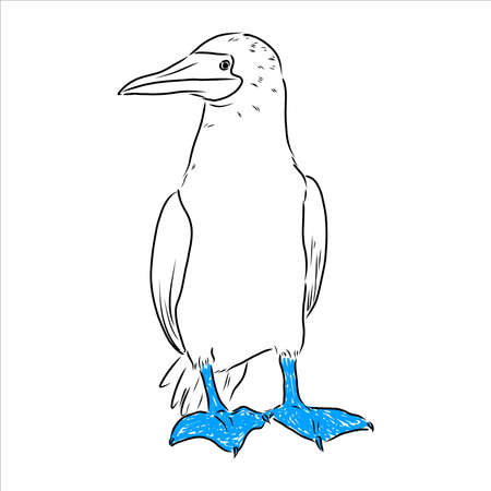 The blue-footed booby Line drawing. Black and white illustration. Vector.のイラスト素材