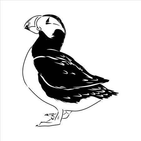 Atlantic Puffin or Common Puffin illustration, drawing, engraving, ink, line art, vectorのイラスト素材
