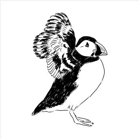 Atlantic Puffin or Common Puffin illustration, drawing, engraving, ink, line art, vectorのイラスト素材