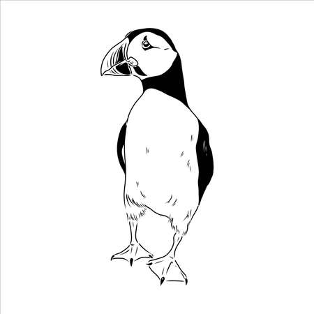 Atlantic Puffin or Common Puffin illustration, drawing, engraving, ink, line art, vectorのイラスト素材