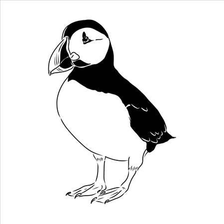 Atlantic Puffin or Common Puffin illustration, drawing, engraving, ink, line art, vectorのイラスト素材