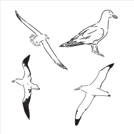 Seagull Albatross bird in flight with open wings sketch vector graphics black and white drawingのイラスト素材