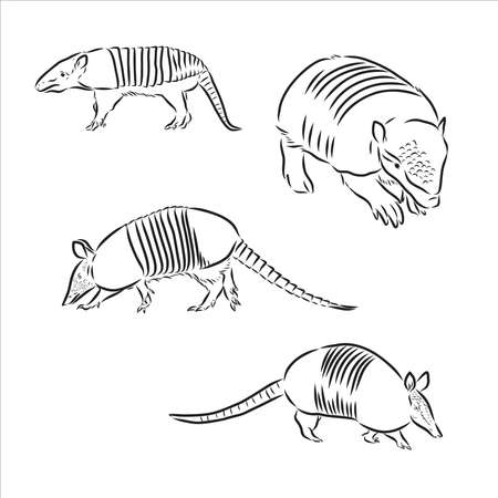 Armadillo hand drawn vector illustration in black and whiteのイラスト素材