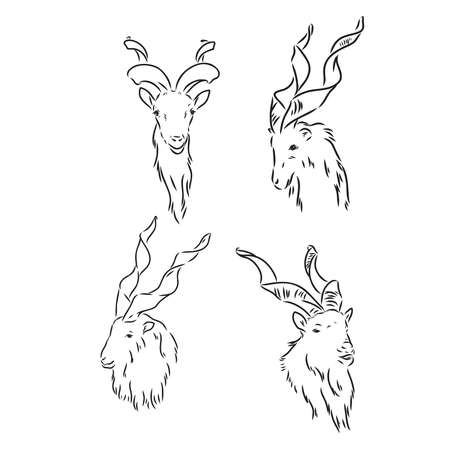 vector set of rams, male of sheep, hand drawn sketch of animals isolated at white backgroundのイラスト素材