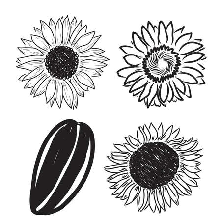 Sunflowers Hand drawn sketches of sunflowers. sunflower vectorのイラスト素材