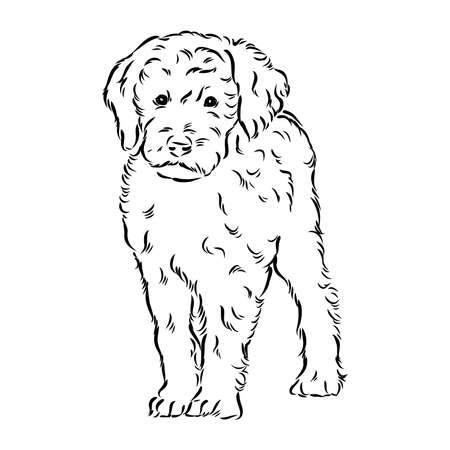 Labradoodle Mix dog - vector isolated illustration on white backgroundのイラスト素材