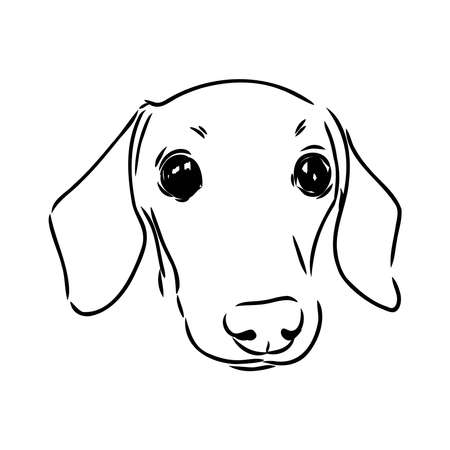 Dachshund Dog. Hand drawn. Vector illustration dachshund dog vectorのイラスト素材