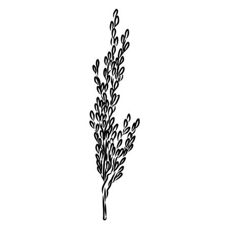 Rice set. Plant of rice and rice field hand drawn vector illustration in sketch styleのイラスト素材