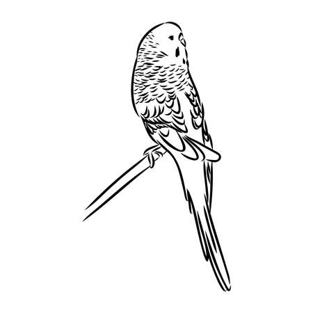 A cute budgie sits on a perch. Vector sketch illustration for design, advertising, prints.のイラスト素材