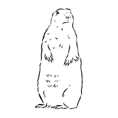 Groundhog sketch vector graphics black and white monochrome figure headのイラスト素材