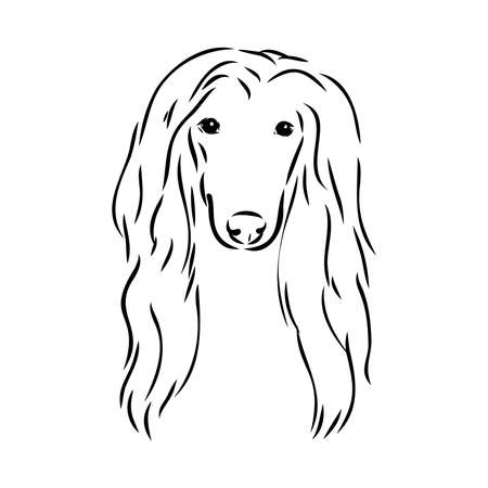 Afghan Hound. Black and white graphic drawing of a dog.のイラスト素材