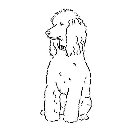 Polar bear illustration, drawing, engraving, ink, line art, vectorのイラスト素材