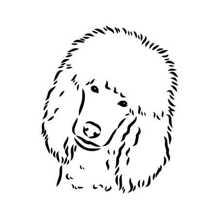 Polar bear illustration, drawing, engraving, ink, line art, vectorのイラスト素材