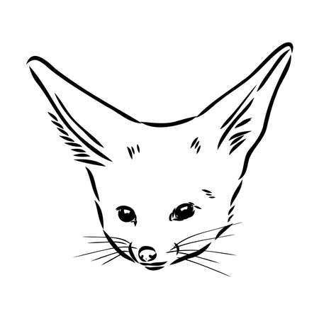Vector illustration of a young fennec fox walking. fox fenek vector sketchのイラスト素材