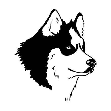 Husky isolated on white background. Stencil. Dog silhouette.のイラスト素材