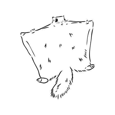 illustration vector hand draw doodles of flying squirrel or Pteromyini or Petauristini isolated on white backgroundのイラスト素材
