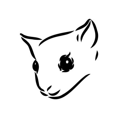illustration vector hand draw doodles of flying squirrel or Pteromyini or Petauristini isolated on white backgroundのイラスト素材