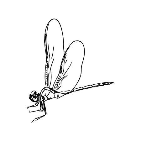 dragonfly black and white sketch with delicate wings vector illustration black and white sketchのイラスト素材