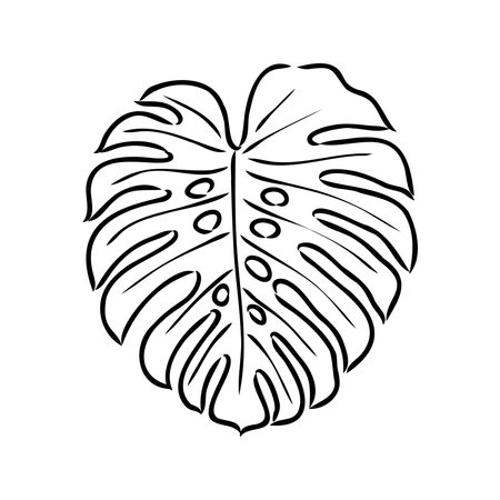 Exotic monstera. Continuous one-line drawing. Handmade summer tropical leaf on white background. Minimalist design. Maranta leaf.のイラスト素材