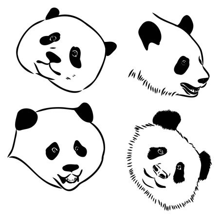 Vector realistic sketch of Panda figure in full-length, Hand drawn illustrationのイラスト素材