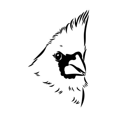 Cardinal bird sketch, vector illustration. Hand drawn red cardinal bird. Engraved illustration. Cardinal bird sitting on a branch. Hand drawn sketch.のイラスト素材