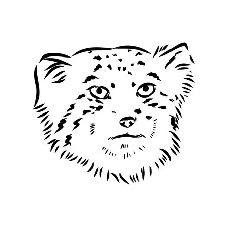 vector manul wild cats graphic illustration manul the forest catのイラスト素材