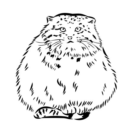 vector manul wild cats graphic illustration manul the forest catのイラスト素材