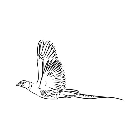 Hand drawn of an pheasant, sketch. Vector illustration isolated on a white background.のイラスト素材