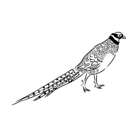 Hand drawn of an pheasant, sketch. Vector illustration isolated on a white background.のイラスト素材
