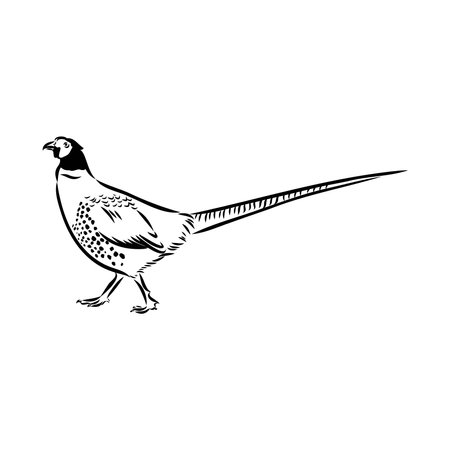 Hand drawn of an pheasant, sketch. Vector illustration isolated on a white background.のイラスト素材