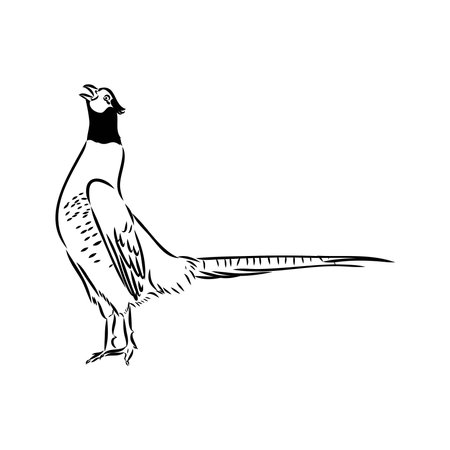 Hand drawn of an pheasant, sketch. Vector illustration isolated on a white background.のイラスト素材