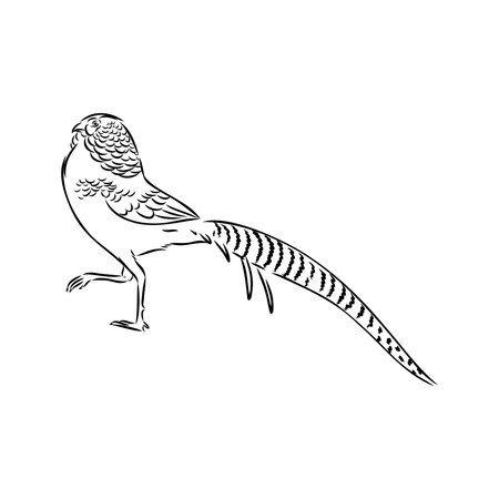 Hand drawn of an pheasant, sketch. Vector illustration isolated on a white background.のイラスト素材