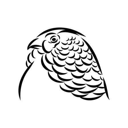 Hand drawn of an pheasant, sketch. Vector illustration isolated on a white background.のイラスト素材