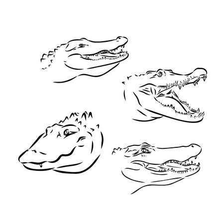 Alligator illustration in doodle style. Vector isolated on a white background.のイラスト素材